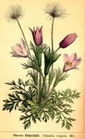 Ahles, Wilhelm von - Unsere wichtigeren Giftgewächse, ... von Dr. Ahles, .... Samenpflanzen. Phanerogamae - 1884