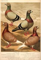 Fulton, Robert; Wright, Lewis - The illustrated book of pigeons with standards for judging, ... - s.d.
