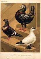 Fulton, Robert; Wright, Lewis - The illustrated book of pigeons with standards for judging, ... - s.d.
