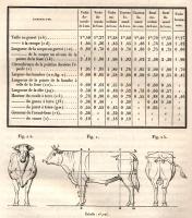 Lefour, Pierre-Aristide-Adolphe - Description des espèces bovine, ovine et porcine de la France. Tome I. Espèce bovine. Race flamande - 1882