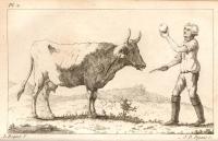 Lompagieu Lapole, Jean - Observations relatives  la santé des animaux de Saint-Domingue, par M. Jean Lompagieu Lapole, ... - 1791