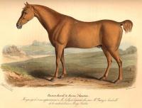 Low, David - Histoire naturelle agricole des animaux domestiques de l´Europe,.. Races de la Grande-Bretagne,... Le cheval - 1846