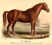 Low, David - Histoire naturelle agricole des animaux domestiques de l´Europe,.. Races de la Grande-Bretagne,... Le cheval - 1846