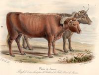 Low, David - Histoire naturelle agricole des animaux domestiques de l´Europe,.. Races de la Grande-Bretagne,... Le boeuf - 1842