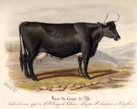 Low, David - Histoire naturelle agricole des animaux domestiques de l´Europe,.. Races de la Grande-Bretagne,... Le boeuf - 1842