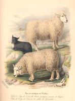 Low, David - Histoire naturelle agricole des animaux domestiques de l´Europe,.. Races de la Grande-Bretagne,... Le mouton - 1842