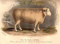Low, David - Histoire naturelle agricole des animaux domestiques de l´Europe,.. Races de la Grande-Bretagne,... Le mouton - 1842