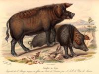 Low, David - Histoire naturelle agricole des animaux domestiques de l´Europe,.. Races de la Grande-Bretagne,... Le cochon - 1842