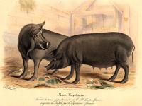 Low, David - Histoire naturelle agricole des animaux domestiques de l´Europe,.. Races de la Grande-Bretagne,... Le cochon - 1842