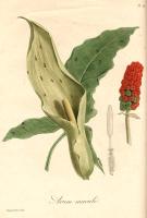 Roques, Joseph - Phytographie médicale, ... par Joseph Roques, ... - 1821