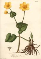 Roques, Joseph - Phytographie médicale, ... par Joseph Roques, ... - 1821