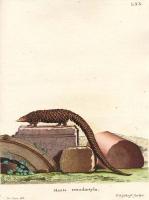 Schreber, Johann Christian Daniel von - Histoire naturelle des quadrupèdes. Tome 2 - 1776