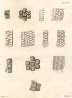 Schreber, Johann Christian Daniel von - Histoire naturelle des quadrupèdes. Tome 2 - 1776