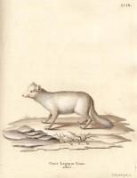 Schreber, Johann Christian Daniel von - Histoire naturelle des quadrupèdes. Tome 3 - 1780