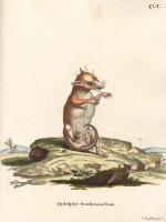 Schreber, Johann Christian Daniel von - Histoire naturelle des quadrupèdes. Tome 3 - 1780