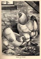 Wright, Lewis - The illustrated book of poultry, by Lewis Wright, ... - 1890
