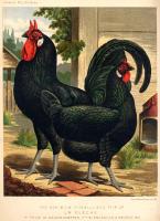 Wright, Lewis - The illustrated book of poultry, by Lewis Wright, ... - 1890