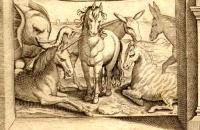 Aldrovandi, Ulysse - De quadrupedibus Solidipedibus - 1634