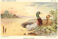 Faelli, F. - Animali da cortile - 1905