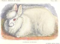Faelli, F. - Animali da cortile - 1905