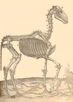 Ruini, Carlo - Anatomia del cavallo - 1618