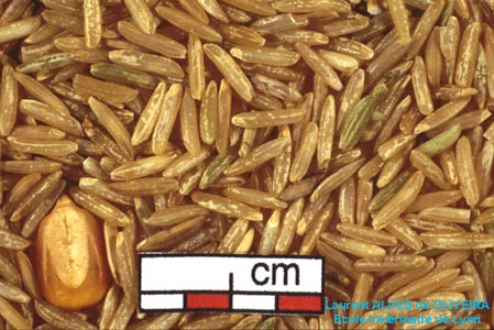 riz cargo (variété Basmati Inde)