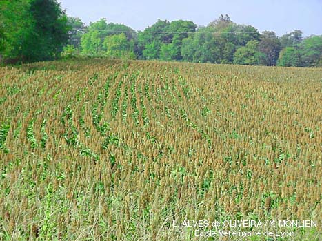 Champs de sorgho grain