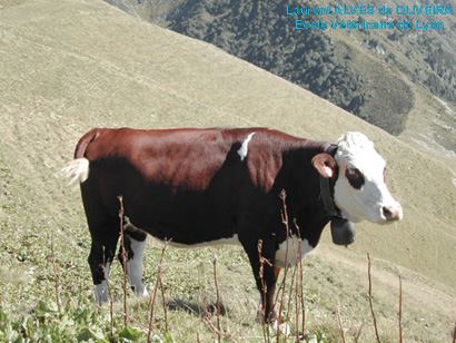 photo de génisse de race Abondance en alpage