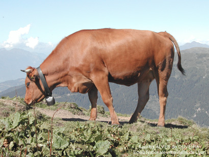 photo de génisses de race tarine en alpage