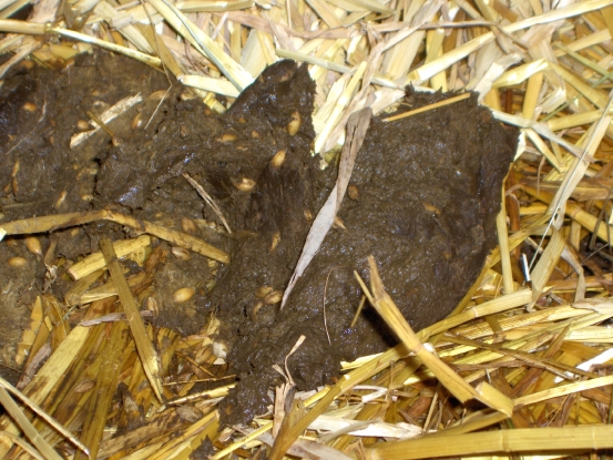 Bouse présentant des grains d'orge non digérés