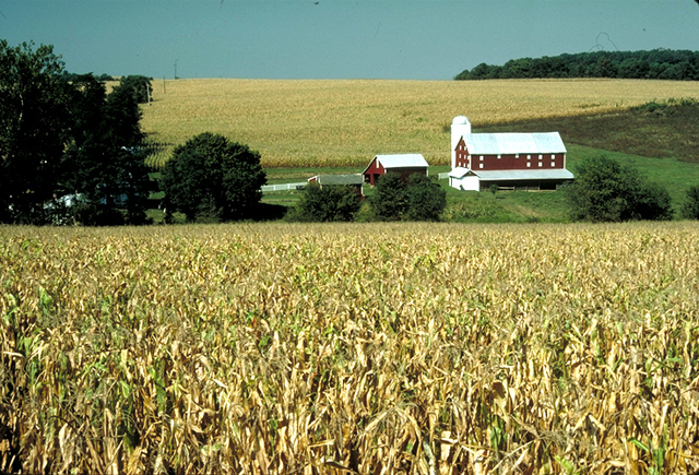 Champs de mas - Carroll County, Maryland, Etats-Unis