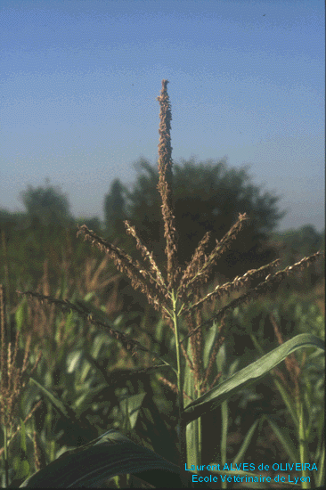 inflorescence mle de mas