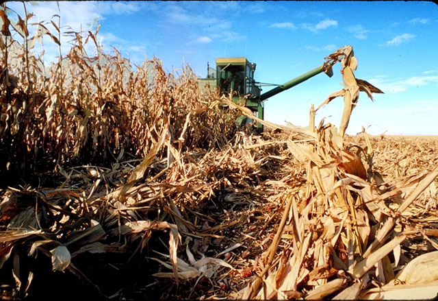 Rcolte du mas grain dans le Dakota du Sud - Etats Unis