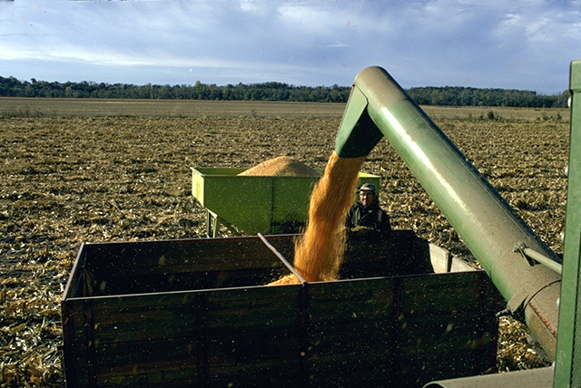 dchargement de la moissonneuse de mas grain (Etats Unis)