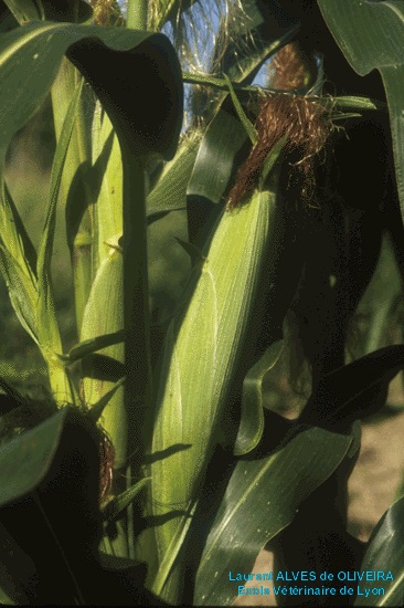 Inflorescence femelle de mas (futur pis de grains)