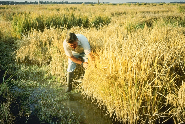 Champs de riz au Etats-Unis