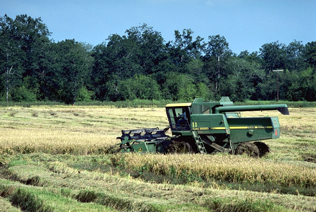 Moisson du riz, Moreauville, LA, Etat-Unis