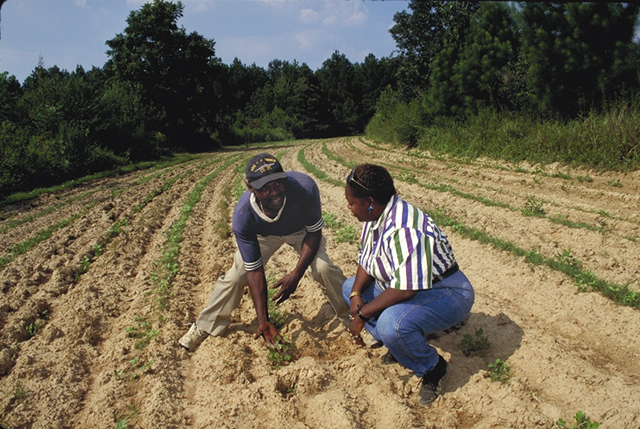 photo de champs d'arachides : jeunes plants