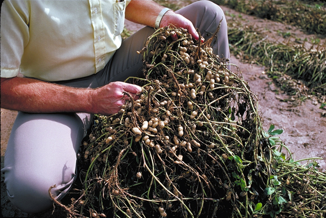 photo de champs d'arachides : Plants prt  tre rcolter