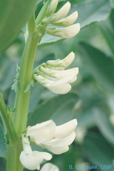 fleur de fverole blanche, auteur B. Carroue, UNIP