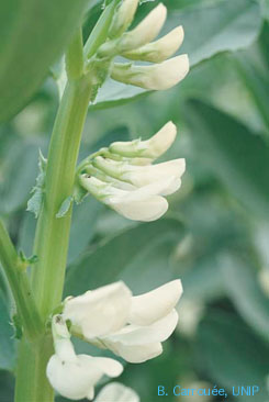 Fleur de féverole blanche