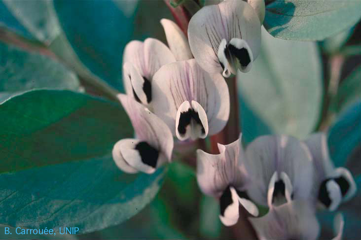 fleur de fverole colore, B. Carroue, UNIP