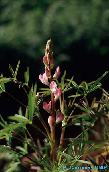 Fleur de lupin bleu (Lupinus angustifolius)