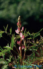 Fleur de lupin bleu (Lupinus angustifolius)