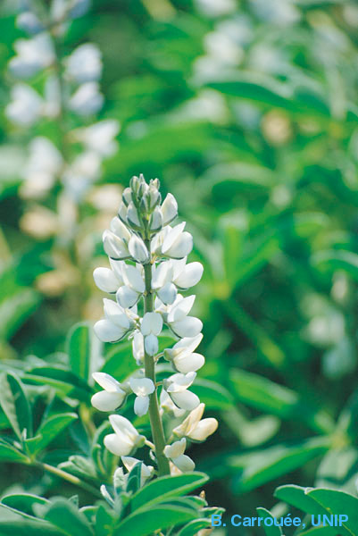 Fleur de lupin blanc (Lupinus albus)