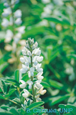 fleur de lupin blanc