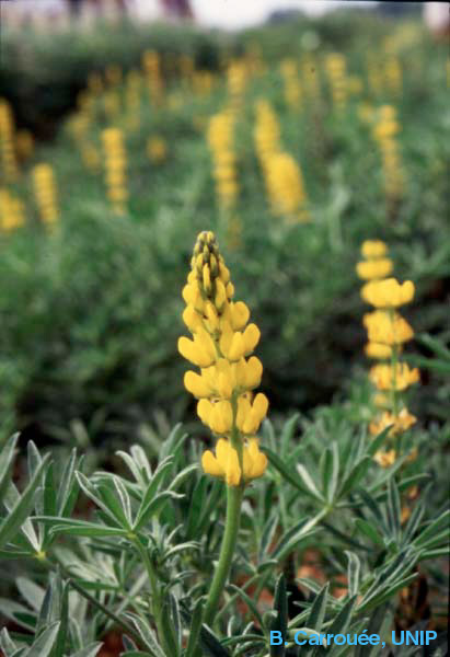 Fleur de lupin jaune (Lupinus luteus), B. Carroue, UNIP