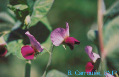 fleur de pois fourrager