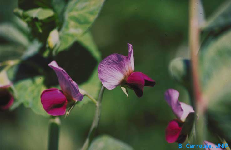 Fleur de pois fourrager