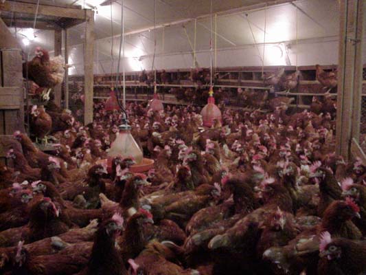 levage poule pondeuse, environ de Borg en Bresse, 2001